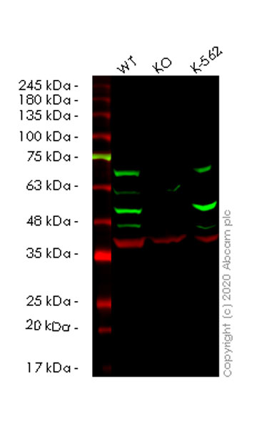 Western blot - Human CSNK1D (Casein Kinase 1 delta) knockout HeLa cell lysate (AB258383), expandable thumbnail