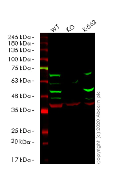 Western blot - Human CSNK1D (Casein Kinase 1 delta) knockout HeLa cell lysate (AB258383)