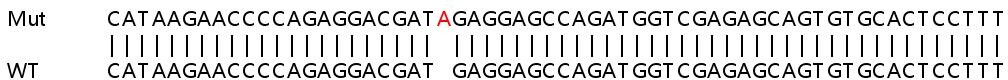 Sanger Sequencing - Human CSNK1G1 knockout HeLa cell line (AB265013)