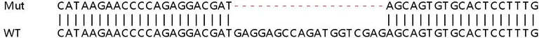 Sanger Sequencing - Human CSNK1G1 knockout HeLa cell line (AB265013)