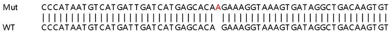 Sanger Sequencing - Human CSNK2A1 knockout HCT116 cell lysate (AB257401)