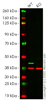 Western blot - Human CSNK2A1 knockout HCT116 cell lysate (AB257401)