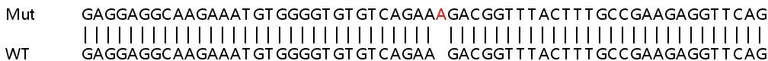 Sanger Sequencing - Human CSRP1 knockout HeLa cell lysate (AB257903)