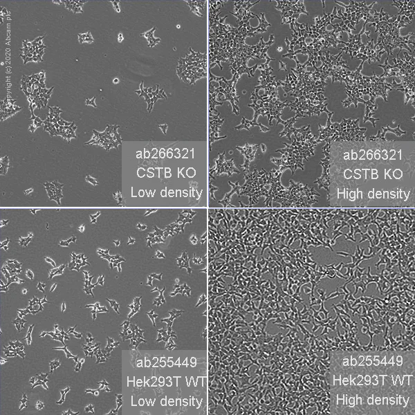 Cell Culture - Human CSTB (Cystatin-B) knockout HEK-293T cell line (AB266321)