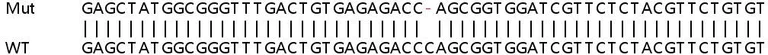 Sanger Sequencing - Human CSTF2 (CstF-64) knockout HeLa cell line (AB265207)