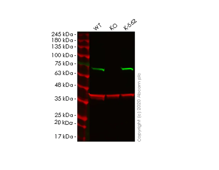 Western blot - Human CSTF2 (CstF-64) knockout HeLa cell lysate (AB257402)