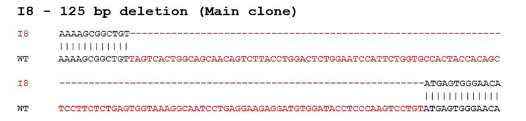 Sanger Sequencing - Human CTNNB1 (beta Catenin) knockout A-431 cell line (AB280822)