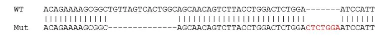 Sanger Sequencing - Human CTNNB1 (beta Catenin) knockout HCT116 cell lysate (AB275247)