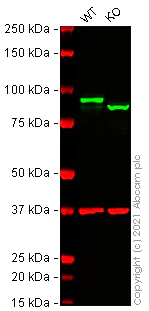 Western blot - Human CTNNB1 (beta Catenin) knockout HCT116 cell lysate (AB275247)