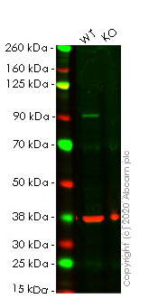 Western blot - Human CTNNB1 (beta Catenin) knockout HeLa cell line (AB255352), expandable thumbnail