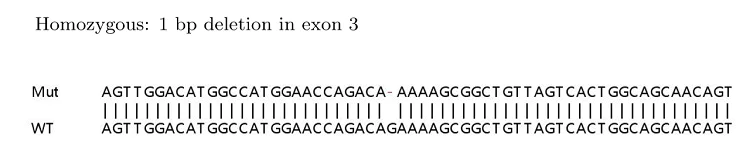 Sanger Sequencing - Human CTNNB1 (beta Catenin) knockout HeLa cell lysate (AB263756)