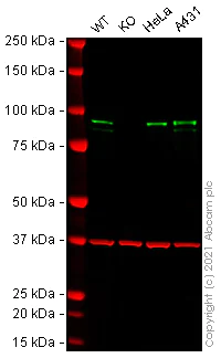 Western blot - Human CTNNB1 (beta Catenin) knockout Hep G2 cell line (AB277911)