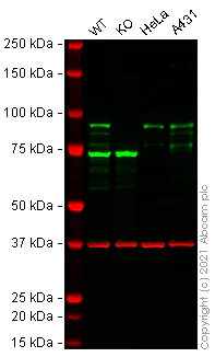 Western blot - Human CTNNB1 (beta Catenin) knockout Hep G2 cell line (AB277911)