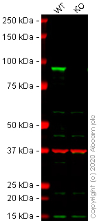Western blot - Human CTNNB1 knockout HCT116 cell line (AB273712), expandable thumbnail