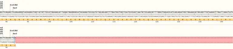 Next Generation Sequencing - Human CTNNB1 knockout MCF7 cell line (AB286762)