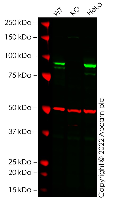 Western blot - Human CTNNB1 knockout MCF7 cell line (AB286762), expandable thumbnail