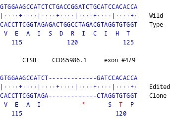 Next Generation Sequencing - Human CTSB knockout PC-3 cell line (AB290624), expandable thumbnail