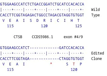 Next Generation Sequencing - Human CTSB knockout PC-3 cell line (AB290624)