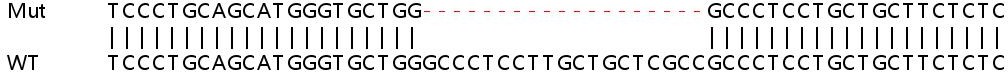 Sanger Sequencing - Human CTSC (Cathepsin C) knockout HeLa cell line (AB265822), expandable thumbnail