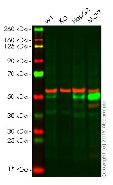 Western blot - Human CTSD knockout A-431 cell line (AB261891)