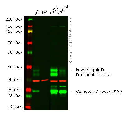 Western blot - Human CTSD knockout A-431 cell lysate (AB261700)