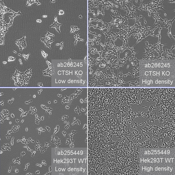 Cell Culture - Human CTSH (Cathepsin H) knockout HEK-293T cell line (AB266245)