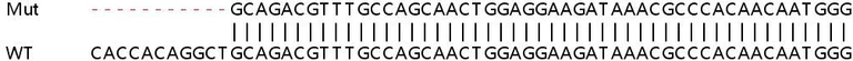 Sanger Sequencing - Human CTSH (Cathepsin H) knockout HEK-293T cell line (AB266245)