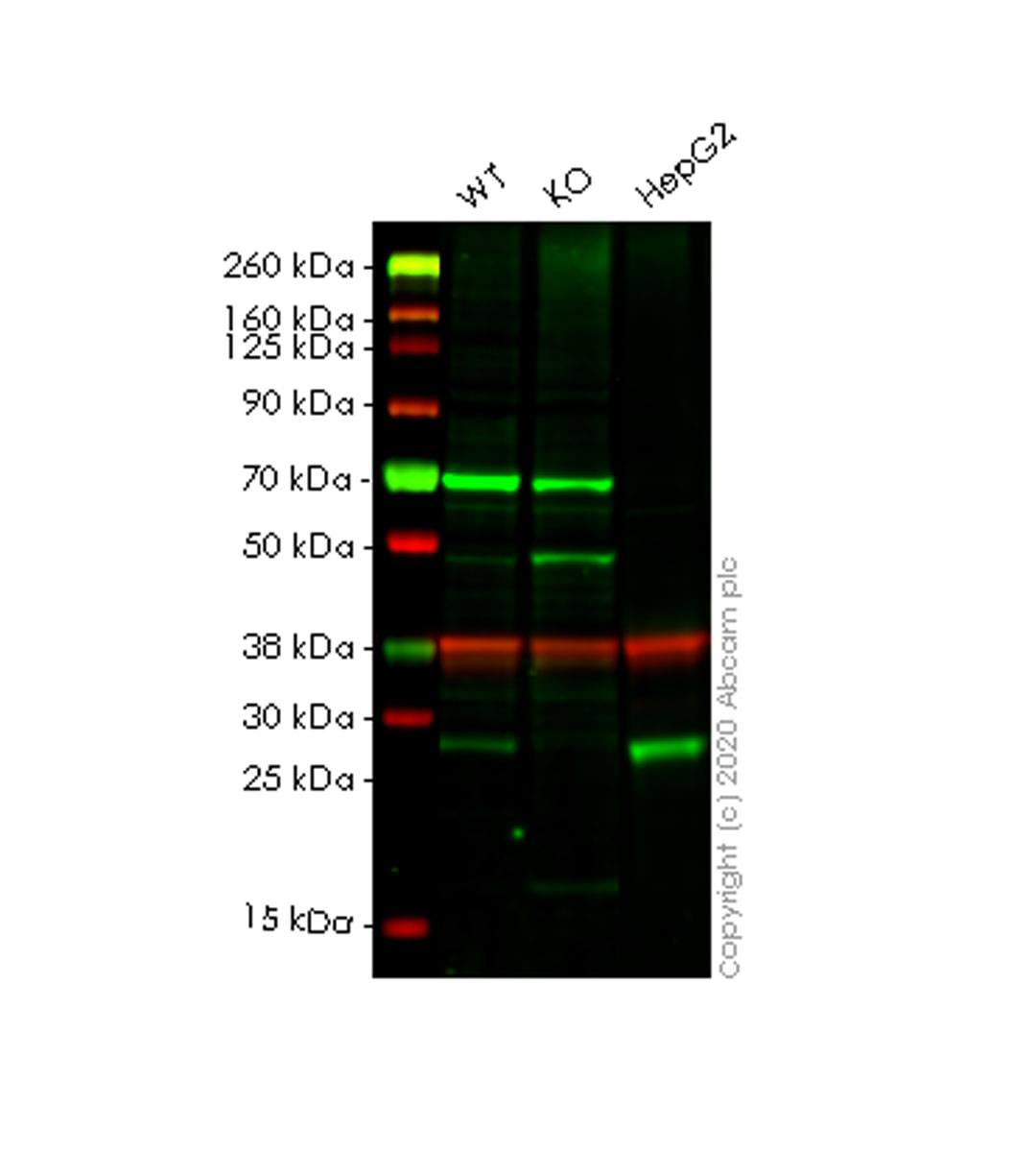 Western blot - Human CTSH (Cathepsin H) knockout HEK-293T cell line (AB266245)