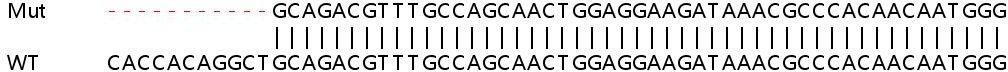 Sanger Sequencing - Human CTSH (Cathepsin H) knockout HEK-293T cell lysate (AB258387), expandable thumbnail