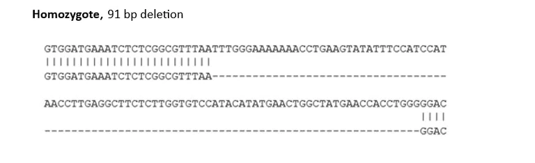 Sanger Sequencing - Human CTSK knockout U937 cell line (AB305282)