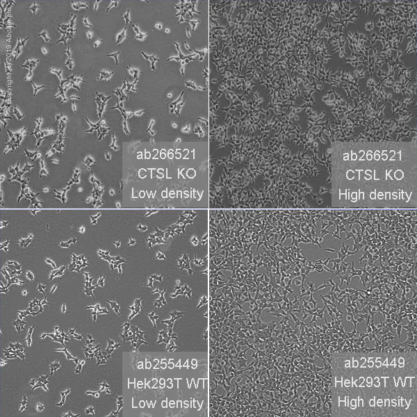 Cell Culture - Human CTSL (Cathepsin L/MEP) knockout HEK-293T cell line (AB266521)