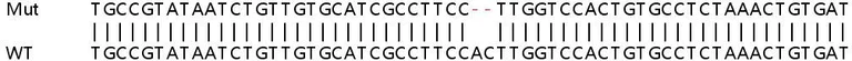 Sanger Sequencing - Human CTSL (Cathepsin L/MEP) knockout HEK-293T cell line (AB266521)