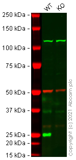 Western blot - Human CTSS knockout THP-1 cell line (AB275846), expandable thumbnail