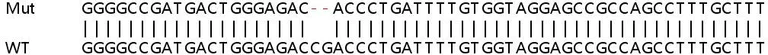 Sanger Sequencing - Human CTTN (Cortactin) knockout HEK-293T cell lysate (AB257147)