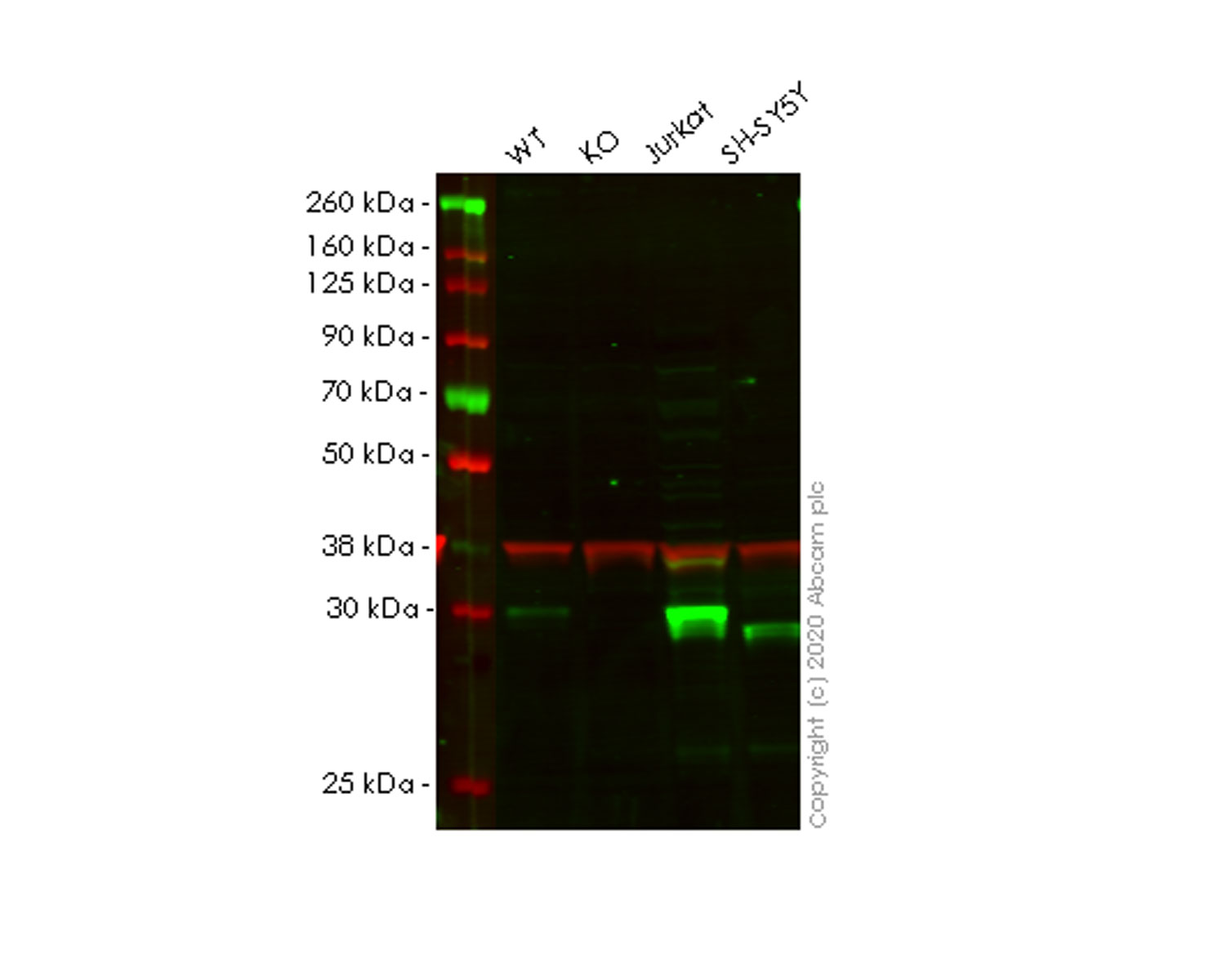 Western blot - Human CUTC knockout HeLa cell line (AB265860)