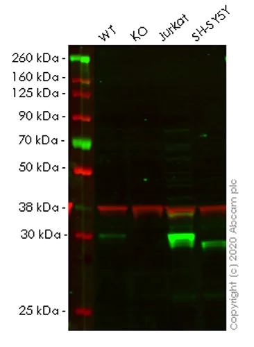 Western blot - Human CUTC knockout HeLa cell lysate (AB258388)