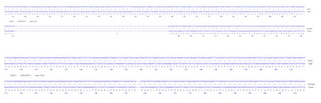 Next Generation Sequencing - Human CX3CL1 knockout HCT116 cell line (AB289237), expandable thumbnail