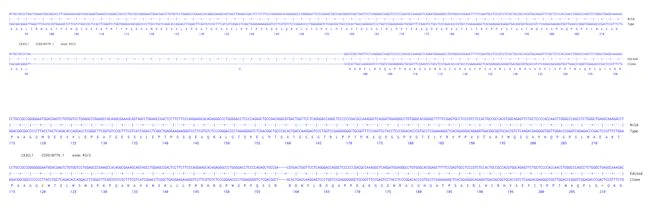 Next Generation Sequencing - Human CX3CL1 knockout HCT116 cell line (AB289237)
