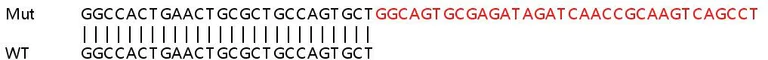 Sanger Sequencing - Human CXCL1 (GRO alpha) knockout HeLa cell lysate (AB257079)