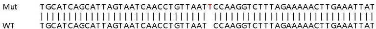 Sanger Sequencing - Human CXCL10 (IP10) knockout A549 cell line (AB266969)
