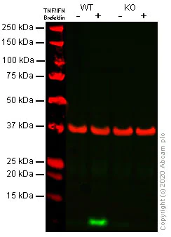 Western blot - Human CXCL10 (IP10) knockout A549 cell line (AB266969)
