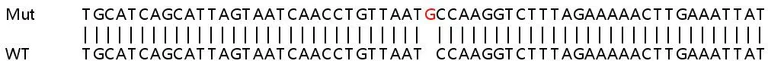 Sanger Sequencing - Human CXCL10 (IP10) knockout A549 cell line (AB266970)