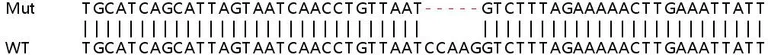 Sanger Sequencing - Human CXCL10 (IP10) knockout A549 cell line (AB266970)