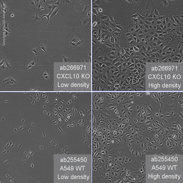 Cell Culture - Human CXCL10 (IP10) knockout A549 cell line (AB266971), expandable thumbnail