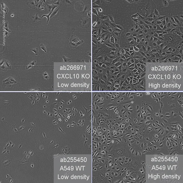 Cell Culture - Human CXCL10 (IP10) knockout A549 cell line (AB266971)