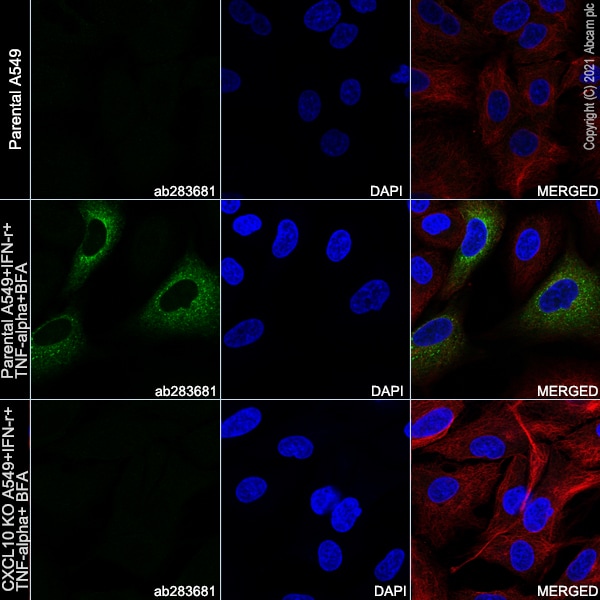 Immunocytochemistry/ Immunofluorescence - Human CXCL10 (IP10) knockout A549 cell line (AB266971), expandable thumbnail