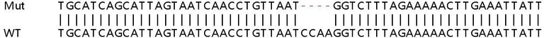 Sanger Sequencing - Human CXCL10 (IP10) knockout A549 cell line (AB266971)