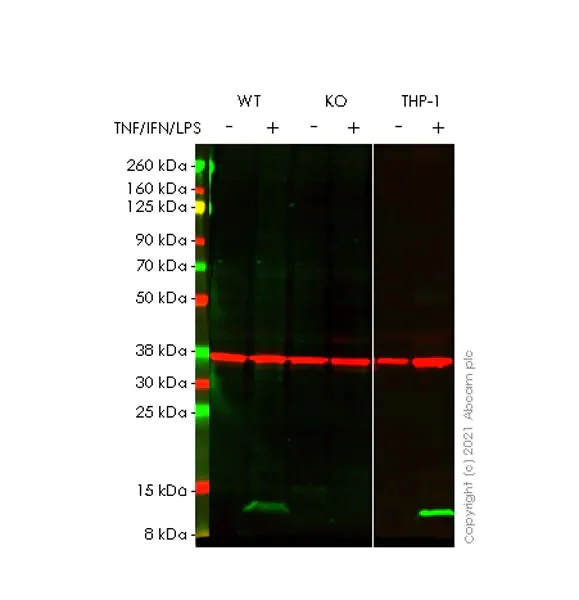Western blot - Human CXCL10 (IP10) knockout A549 cell lysate (AB256888)