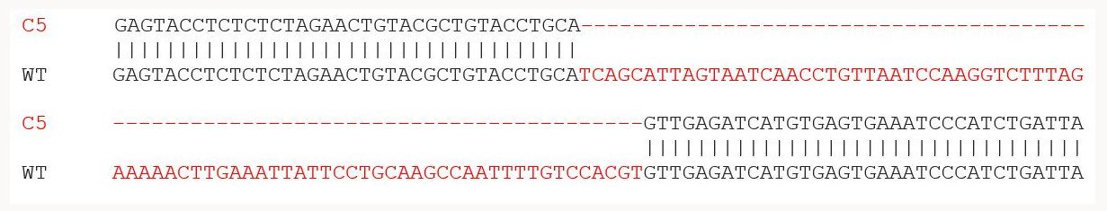 Sanger Sequencing - Human CXCL10 (IP10) knockout THP-1 cell line (AB277860), expandable thumbnail