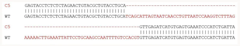 Sanger Sequencing - Human CXCL10 (IP10) knockout THP-1 cell line (AB277860)